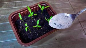 Обязательно попробуйте! 1 ложка под рассаду и она растет толстая, низенькая и коренастая