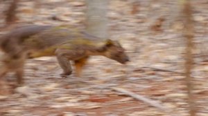 Fossa: Largest predator of Madagascar at Ankoatsifaka