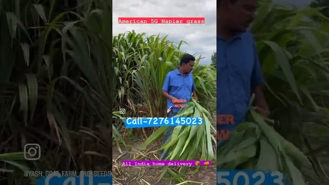 All India home delivery 📦 #American5g #अमेरिकन5जीग्रास अमेरिकन मक्का क्रॉस गवत #5g grass #grass смотреть онлайн