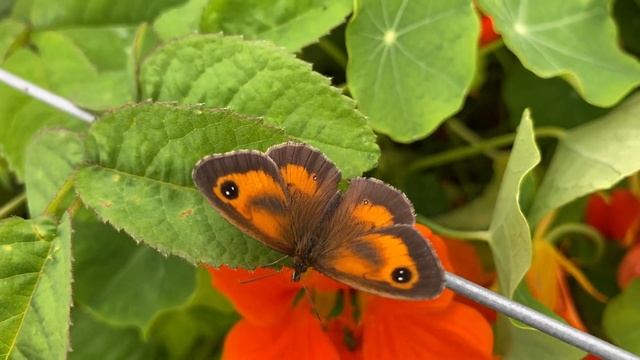 Vlog 58 - The best summer gardens visited in 2022 смотреть онлайн