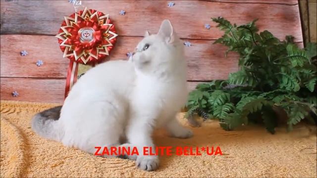 Золотой пойнт