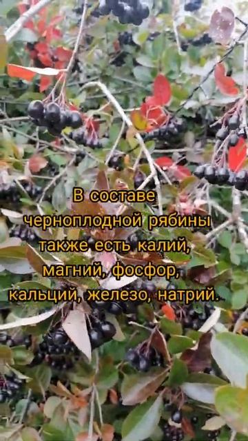 Польза черноплодной рябины. смотреть онлайн