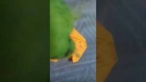 Новый друг и медведь Тимон