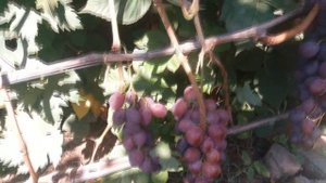 виноград Воевода.ПРОДАЖА САЖЕНЦЕВ И ЧЕРЕНКОВ Винограда Тел-098 115 04 16 Анатолій