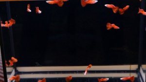 гуппи полностью красные guppy full red