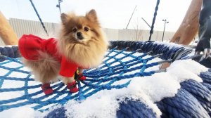 Как Бася гуляла в новом платье и что её напугало?