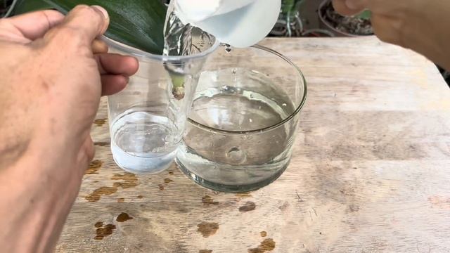 Thật Kỳ Diệu Nó Làm Cho 1 Lá Phong Lan Hồi Sinh Tức Thì смотреть онлайн