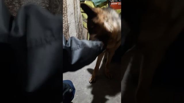 Не лезь дебил, она тебя сожрет! смотреть онлайн