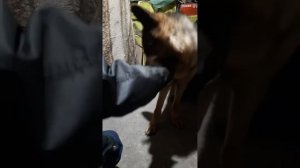 Не лезь дебил, она тебя сожрет!