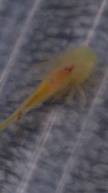 Сердцебиение умирающего малыша аксолотля. смотреть онлайн