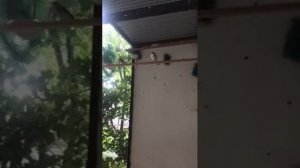 Спаривание щегла