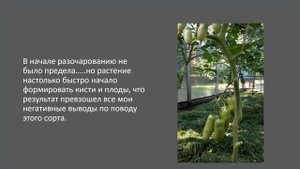 Сорт томата "Бананза"