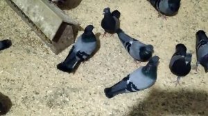 Сербский голуби