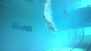 Жирафы Ныряют в бассейн