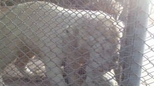 Тигры в клетке