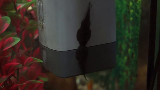 Гастромизоны (самки) бодаются на фильтре - выясняют, кто тут главный смотреть онлайн