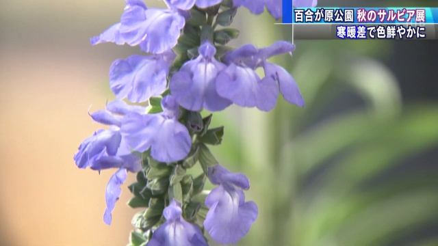 色鮮やか　秋のサルビア展　札幌百合が原公園HTBニュース