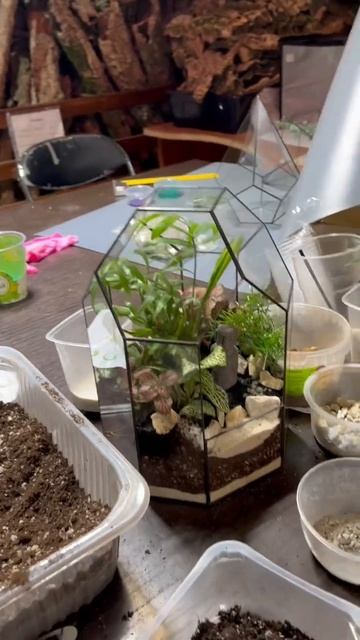 Тропический флорариум без деревьев. Хамедорея, аспарагусы, фиттонии. Florarium-flo.ru смотреть онлайн