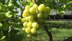 Виноград Мария 2024г