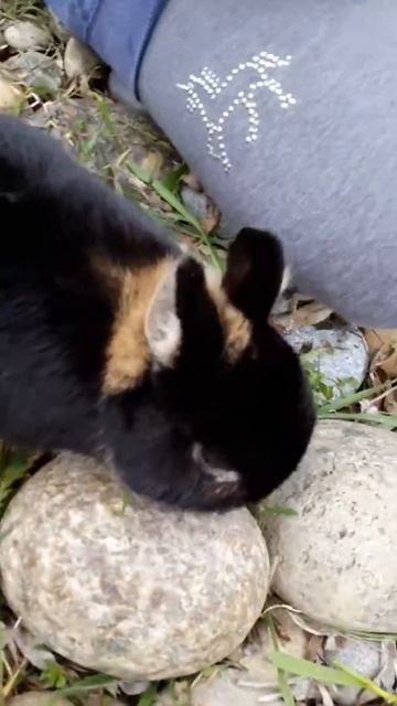 Poor sneezing bunny смотреть онлайн