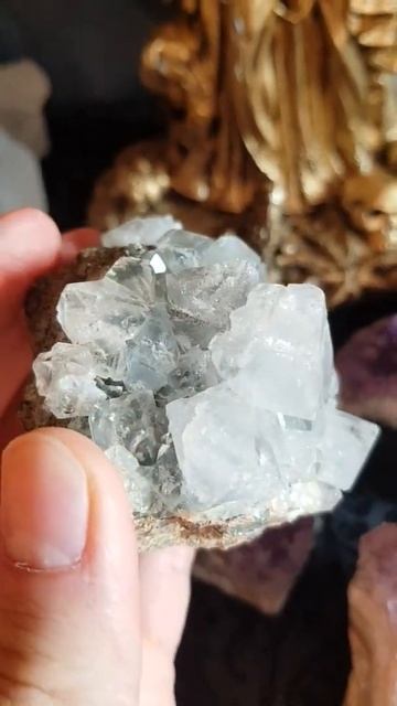 ПЕРВИЧНЫЕ БОЛЕЗНИ ОТ ПОРЧИ. СИМПТОМЫ ПОРЧИ. СИМПТОМЫ ПРИВОРОТА. ПРИВОРОТ СТАЛ ПОРЧЕЙ смотреть онлайн