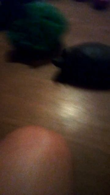 Черепаха (ЧИТАТЬ ОПИСАНИЕ!) смотреть онлайн