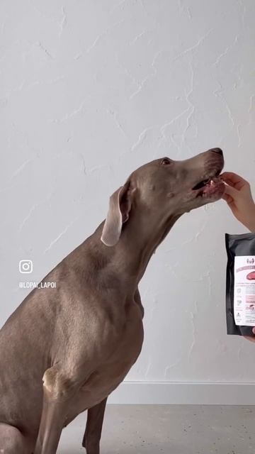 Сочная порция нутритивного собачьего завтрака| 🐾🍖#кормдлясобакикошек #кормдлясобак  #кормдляживотны