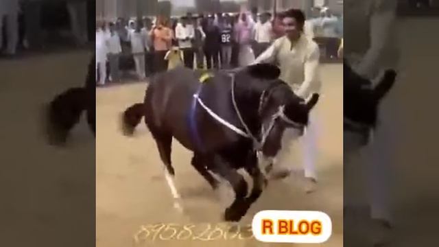 Смотрите как лошадь танцует смотреть онлайн