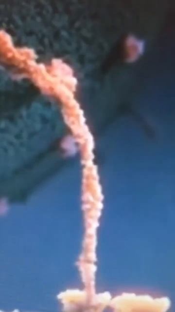 Бог или природа создали нас так что белок является одним из ключевых макроэлементов для нашего тела смотреть онлайн