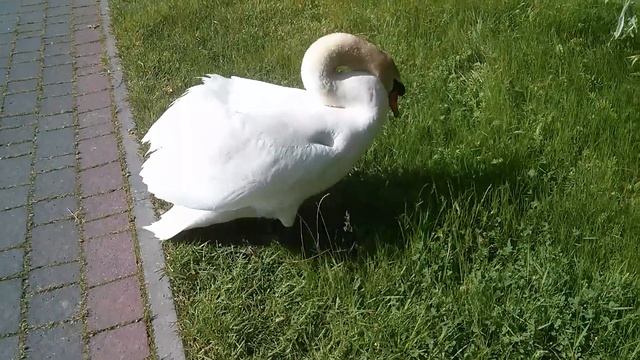 Нападение лебедя на человека. Swan attack смотреть онлайн