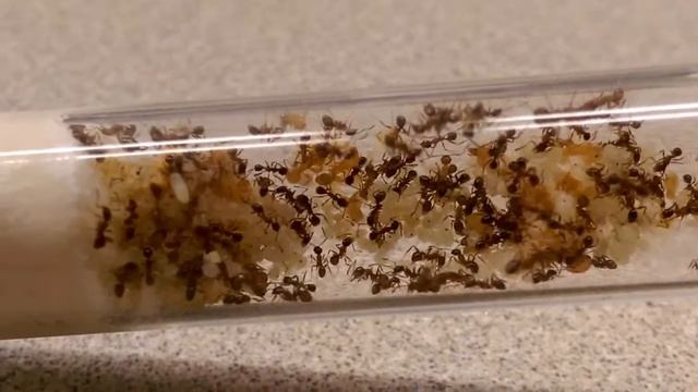 Pheidole dentata! смотреть онлайн