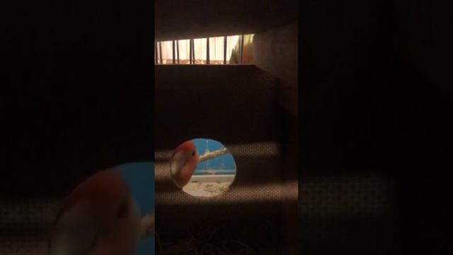 домик для Неразлучников смотреть онлайн