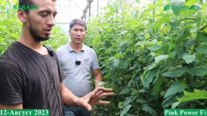 Pink Power F1-Янги вирусга толерант ва ширин таъмга эга пушти помидор дурагайи