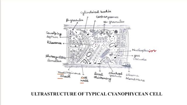 Cyanophyceae: General Characters//Cyanobacteria// Blue green Algae
