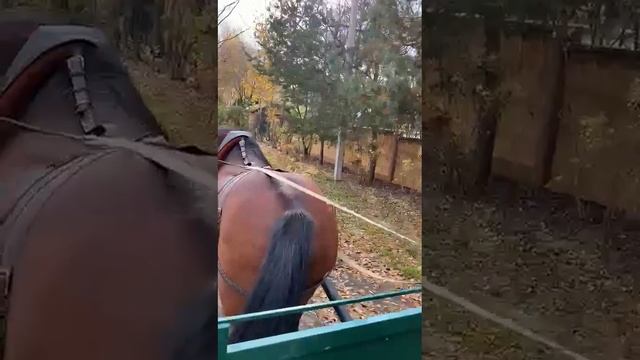 Жеребец от Першина(2) смотреть онлайн