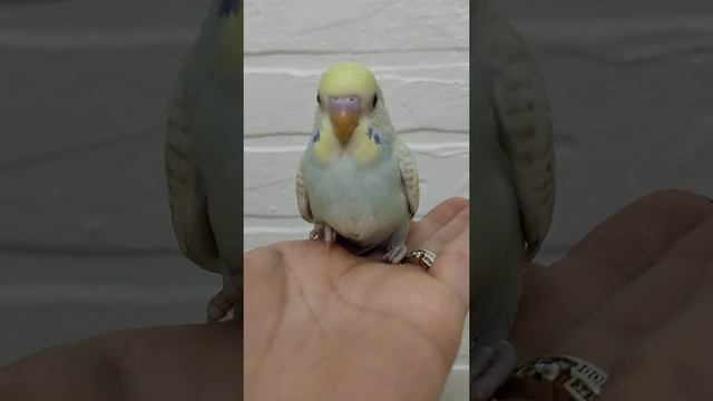 ручной птенчик волнистого попугая самец смотреть онлайн