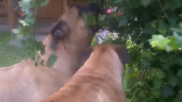 мои девочки кушают крыжовник)) смотреть онлайн