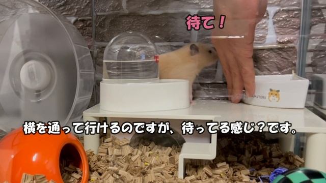 ハムスターしつけ『待て』が出来るか検証【ハムスター検証】ハムスター観察（ハムスター）キンクマハムスター