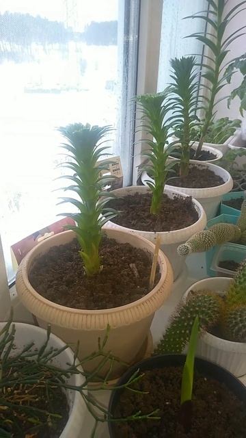 Саженцы Лилий через 3 недели после посадки. смотреть онлайн