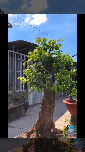 Kiên nhẫn và chờ đợi he ae (PT28-04). Siêu bông Sài Gòn phơi nắng miền Nam bộ. смотреть онлайн