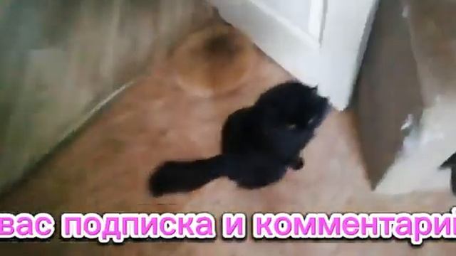 Помогите приюту кормом. День стольника