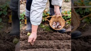 Это не просто настой луковой шелухи, а более мощная подкормка для толстой рассады, которая никогда