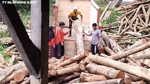 Big Size, Sawmill wood surian Panen dari hutan cukup buat satu rumah смотреть онлайн
