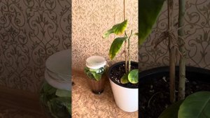 Черенкование лимона в вермикулите