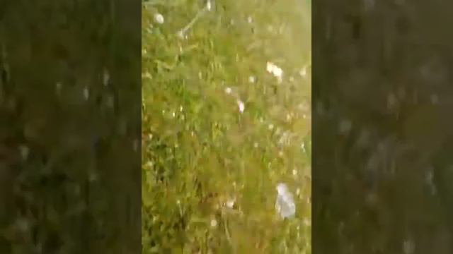 Едем к лашадкам смотреть онлайн