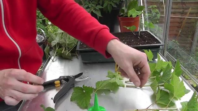 Amateur Gardening: Semi-ripe Cutting Tips смотреть онлайн