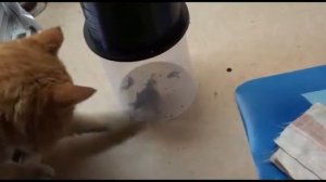 Мстительный кот ! Cat's revenge !