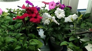 Обрезка цветущей рассады ПЕТУНИИ. Зачем ее делать!!! ☝#петуния #рассада #цветы