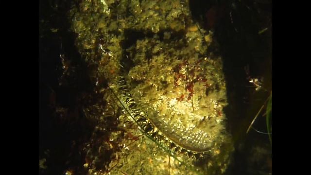 18-hour Time-Lapse of Green Abalone смотреть онлайн