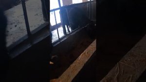 Откорм быков.1.5год